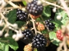 Blackberries