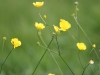 Buttercups can still be seen flowering in the meadows