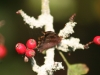 Comma butterflies can be very elusive as they sit on branches and look like dead leaves.