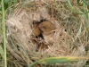 Harvest mice are leaving their summer breeding nests and move into the hedgerows surrounding the fields for the winter