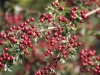 Hawthorn Berries or Haws