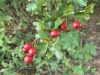 Hawthorn berries