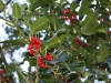 Holly berries