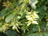 Hornbeam keys are abundant and will provide food for birds and small mammals such as field voles and mice.