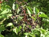 Elderberries