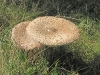 Parasol Mushroom open