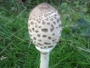 Parasol Mushroom before opening