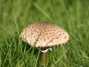Fungi are beginning to show and good numbers of parasol mushrooms can be found near the St Giles graveyard