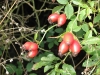 Rosehips