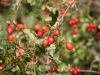 There are lots of hips and haws which will provide food for migrating redwings and fieldfares later in the autumn
