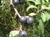 Sloes, ideal for that sloe gin