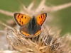 Small Copper Butterflies can still be seen flying in the autumn sunshine 