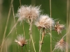 Thistles have been left around the edges of the fields to provide food for flocks of finches 