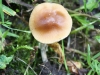 Wax Cap