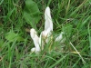 White Spindles Fungus
