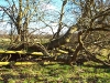 Fallen tree in the West Meadow
