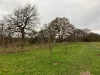 The orchard after winter pruning