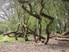 Deformed trees uncovered whilst clearing