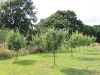 The orchard in summer