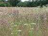 Wild flowers in the meadow