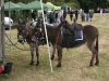 Country Fayre 2013, Donkey Rides