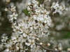 Blackthorn blossom