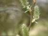 Catkins of Goat Willow also known as the Pussy Willow or Great Sallow