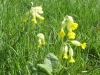 Cowslips