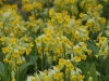 Cowslips