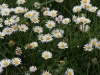 Daisies