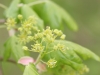 Field Maple flowers