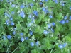 Germander Speedwell