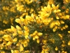 Gorse blossom