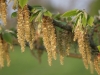 Hornbeam Flowers