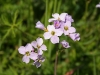 Ladies Smock or Cuckoo Flower