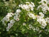 May or Hawthorn blossom