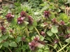 Red Dead Nettle