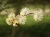 Willow flowers