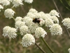 Bee on Hogweed