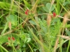 Birds Foot Trefoil in bud