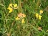 Birds Foot Trefoil