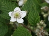 Blackberry or Bramble flower