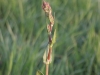 Common Sorrel