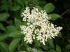 Elderflower