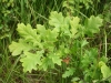 English Oak seedling