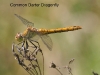 Female Common Darter Dragonfly