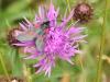 Five Spot Burnet Moth