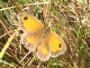 Gate Keeper butterfly