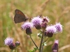 Gatekeeper  butterfly on Creeping Thistle