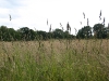 Grass seed heads in the West Meadow